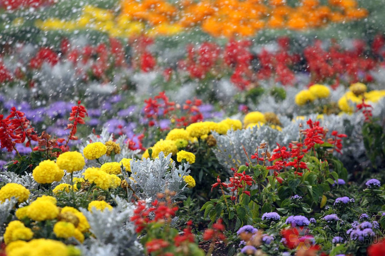 Осенние цветники названия 2