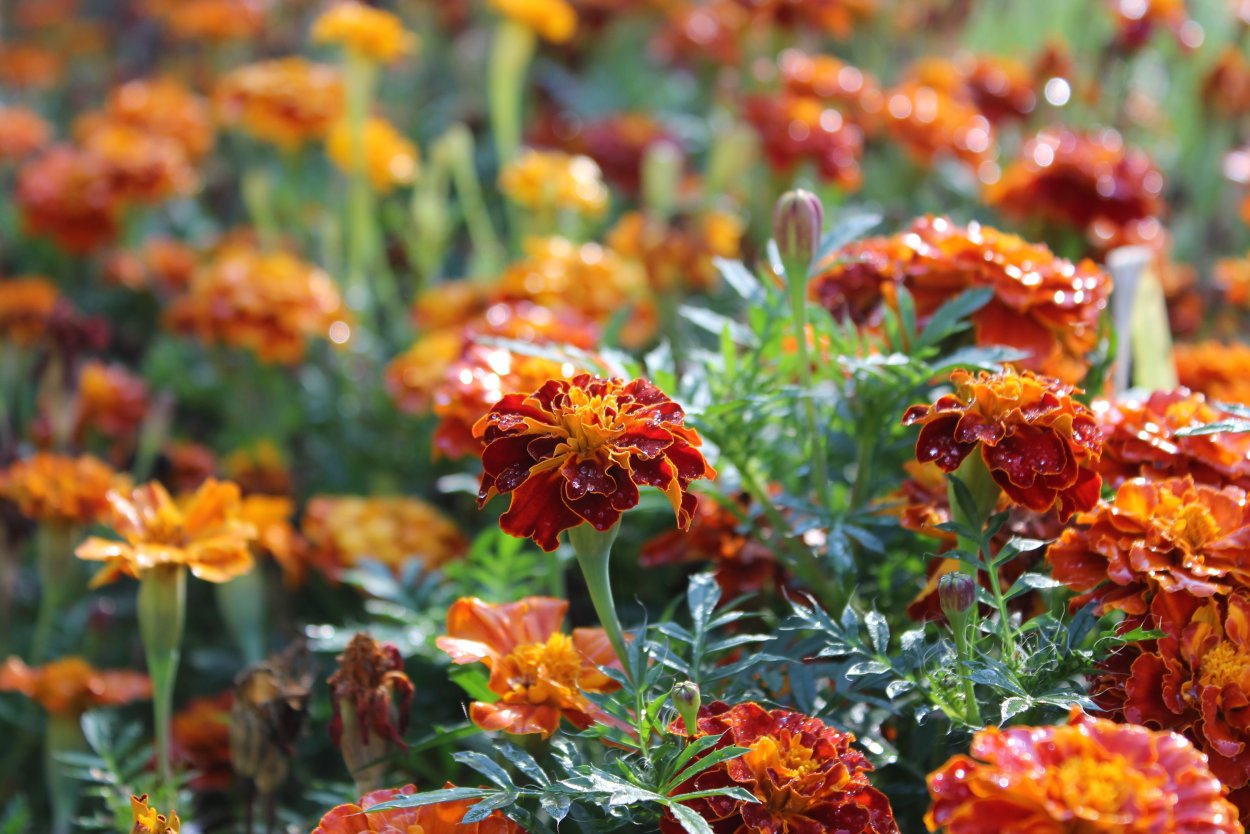 Бархатцы Аспен