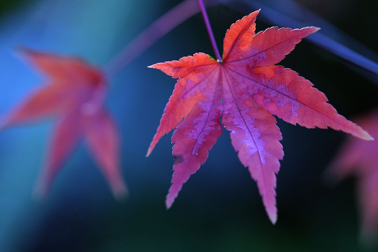 Бывают ли клен с фиолетовыми листьями