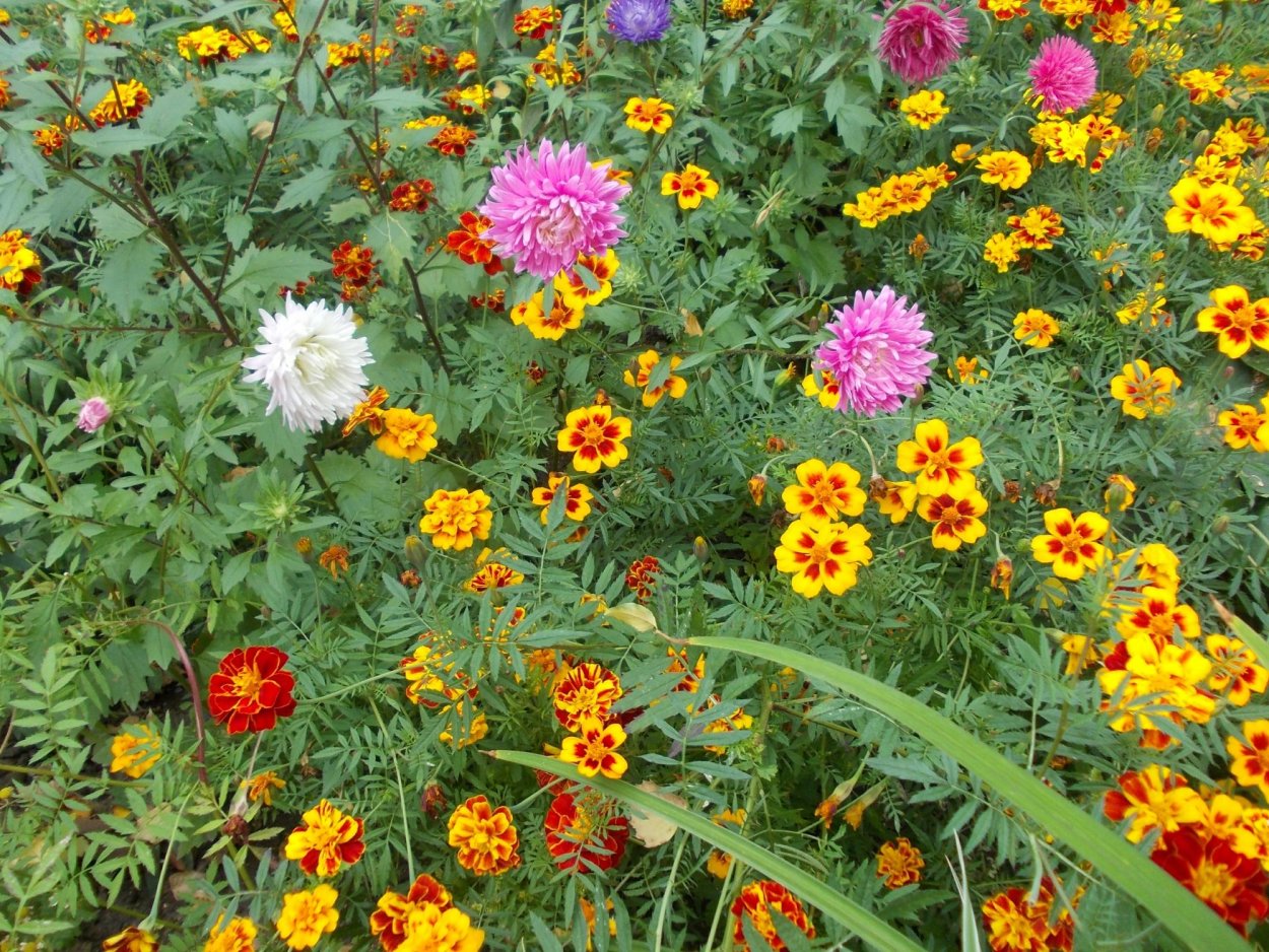 Осенние цветы на клумбе названия