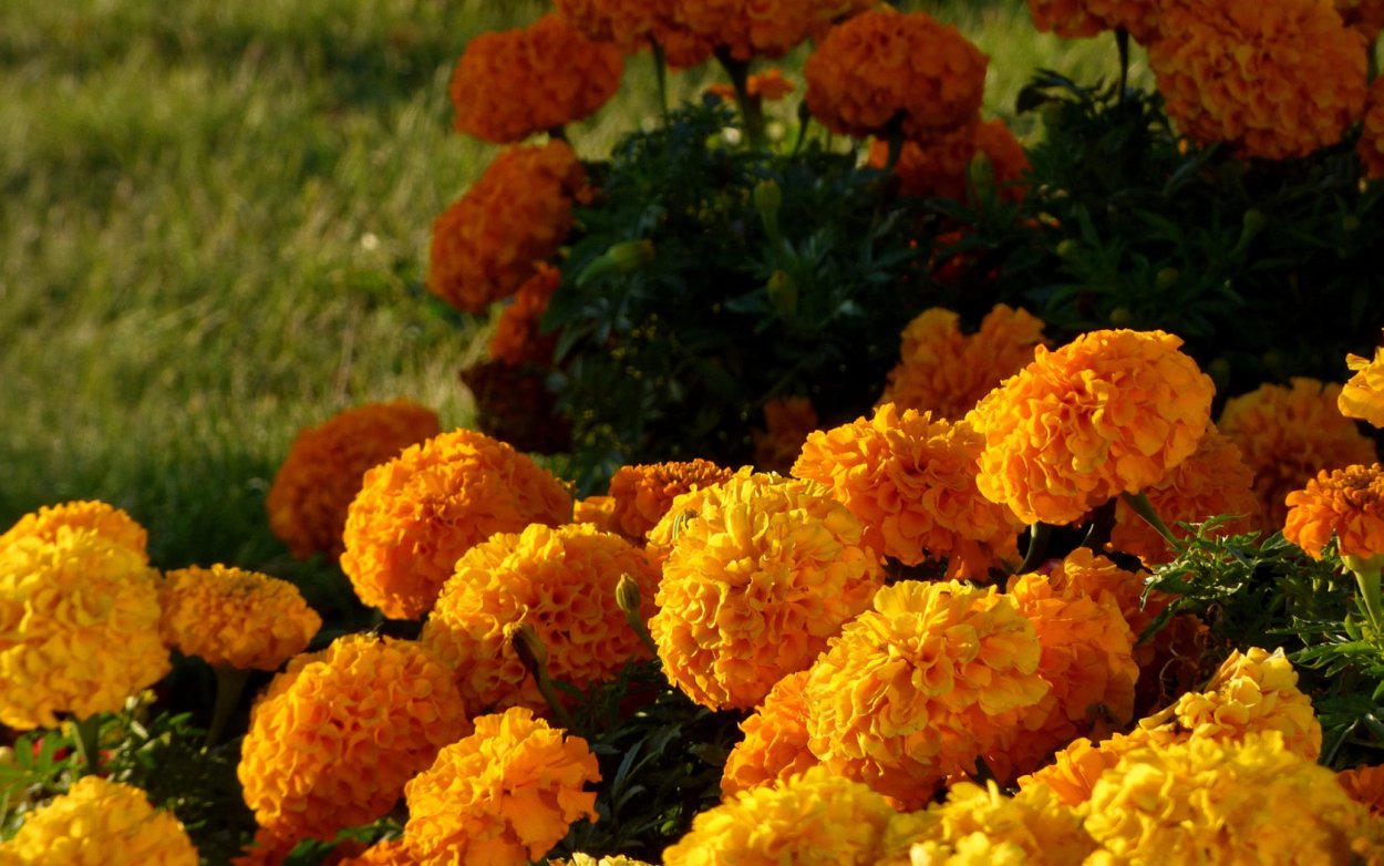 Бархатцы бурке Гольд