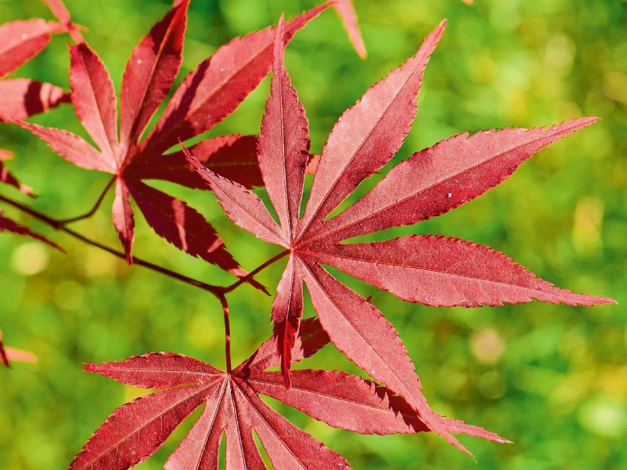 Klon kanadyjski текстура