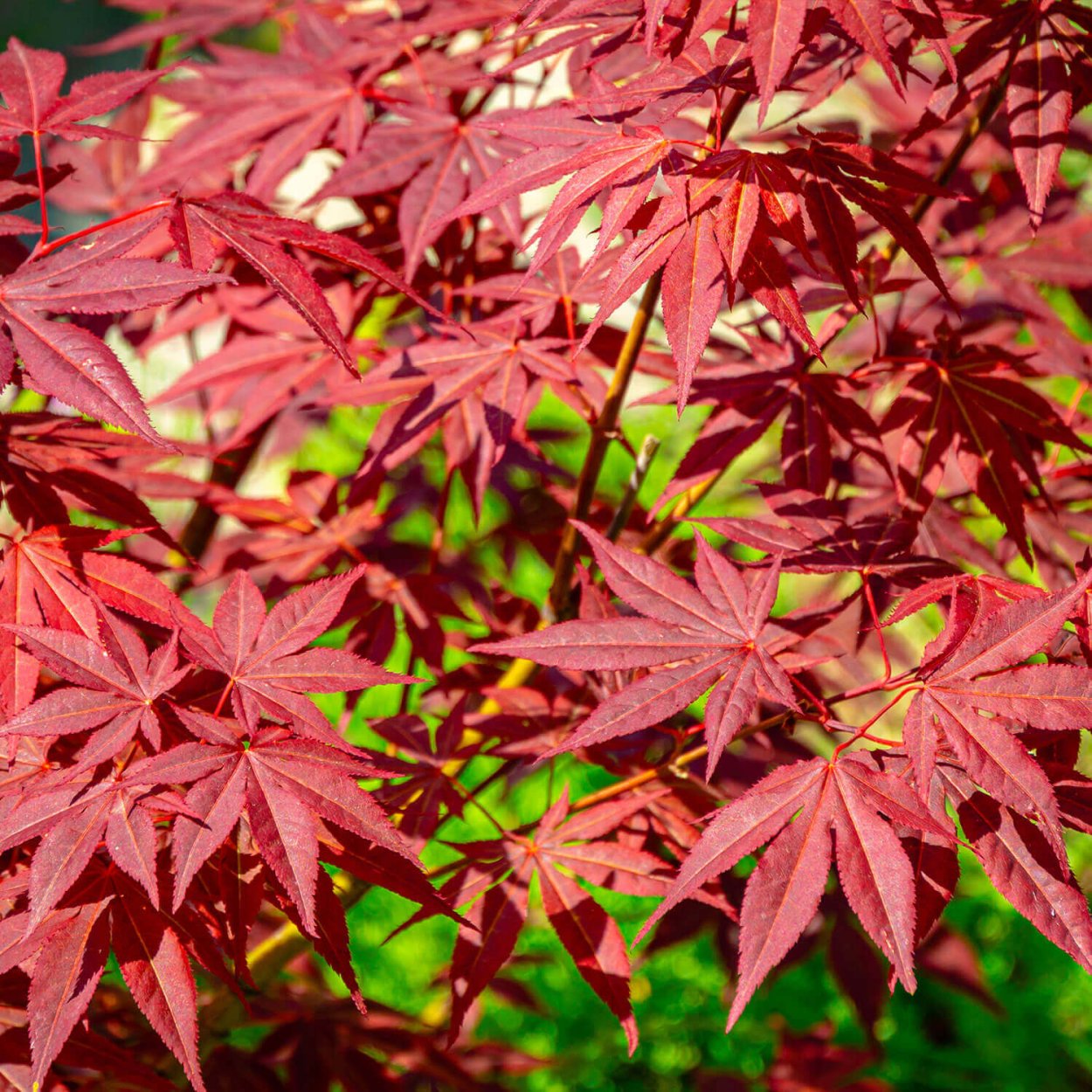 Осенние листья на черном фоне