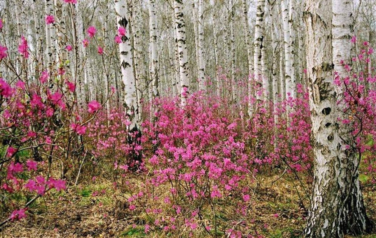 Багульник цветы