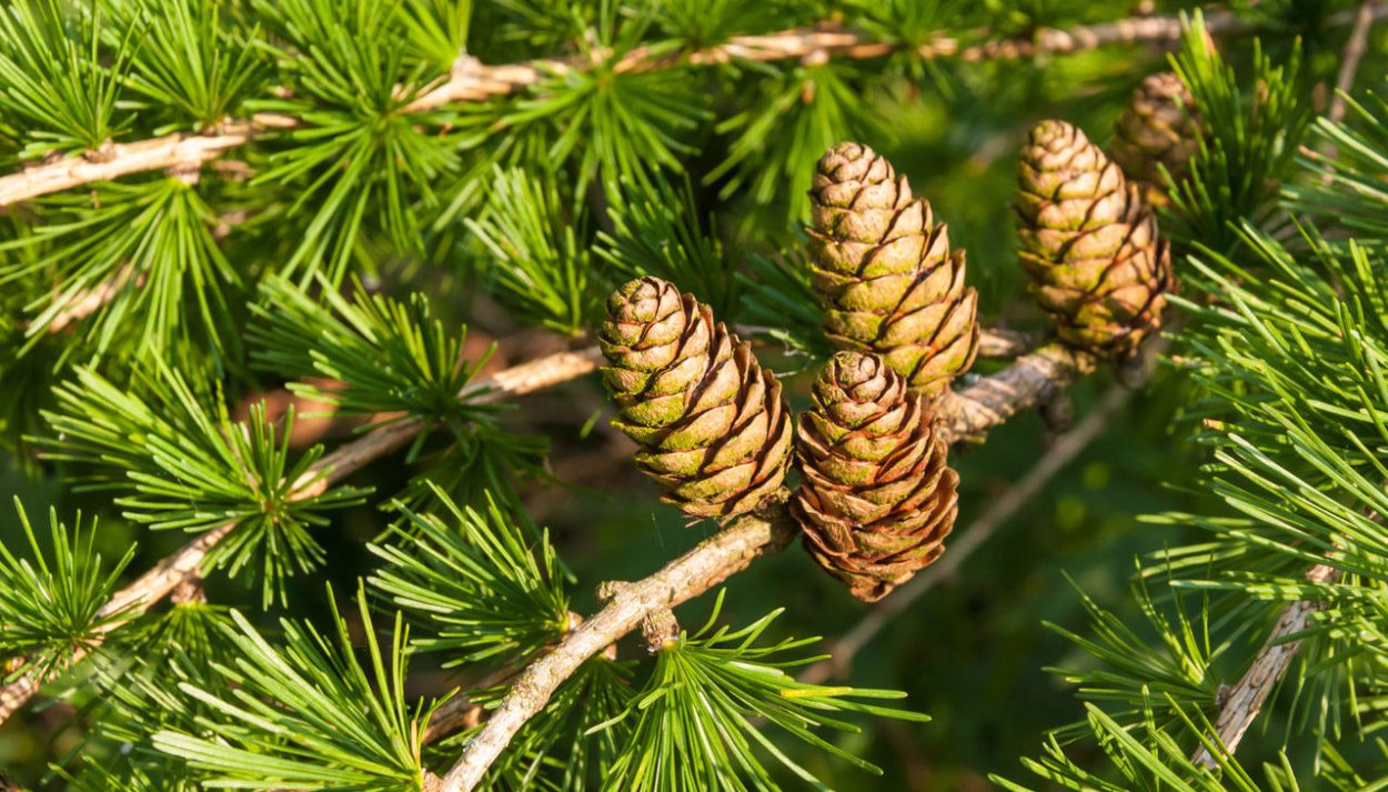 Лиственница европейская голосеменное