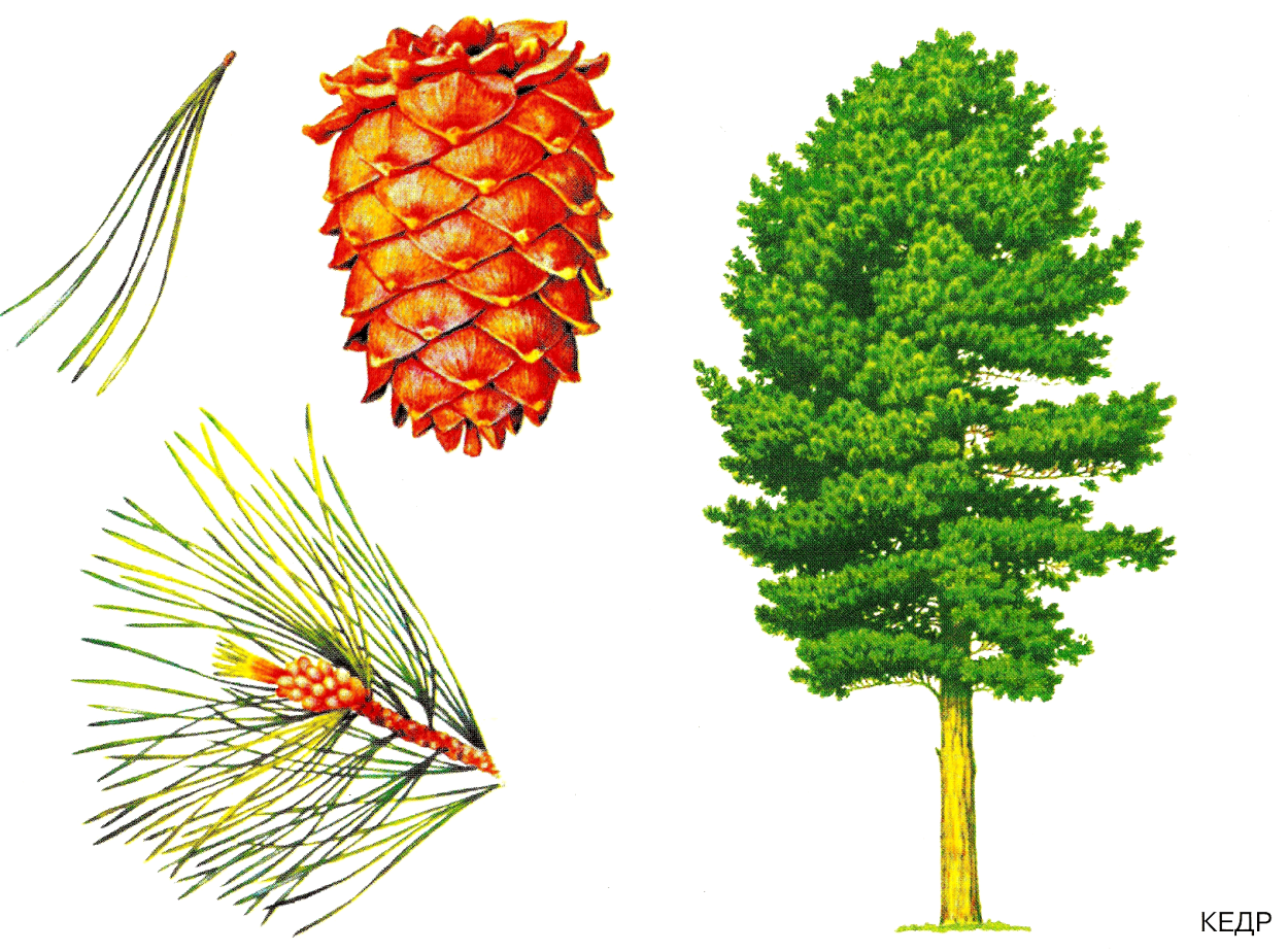 Хвоинки дерева сосна Кедровая