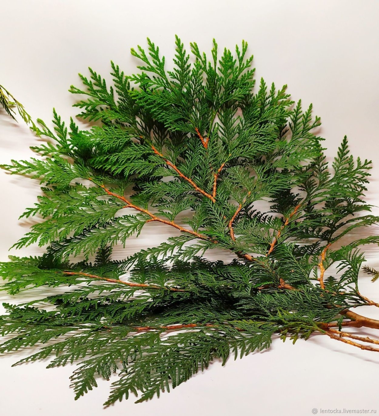 Хвойная веточка туи