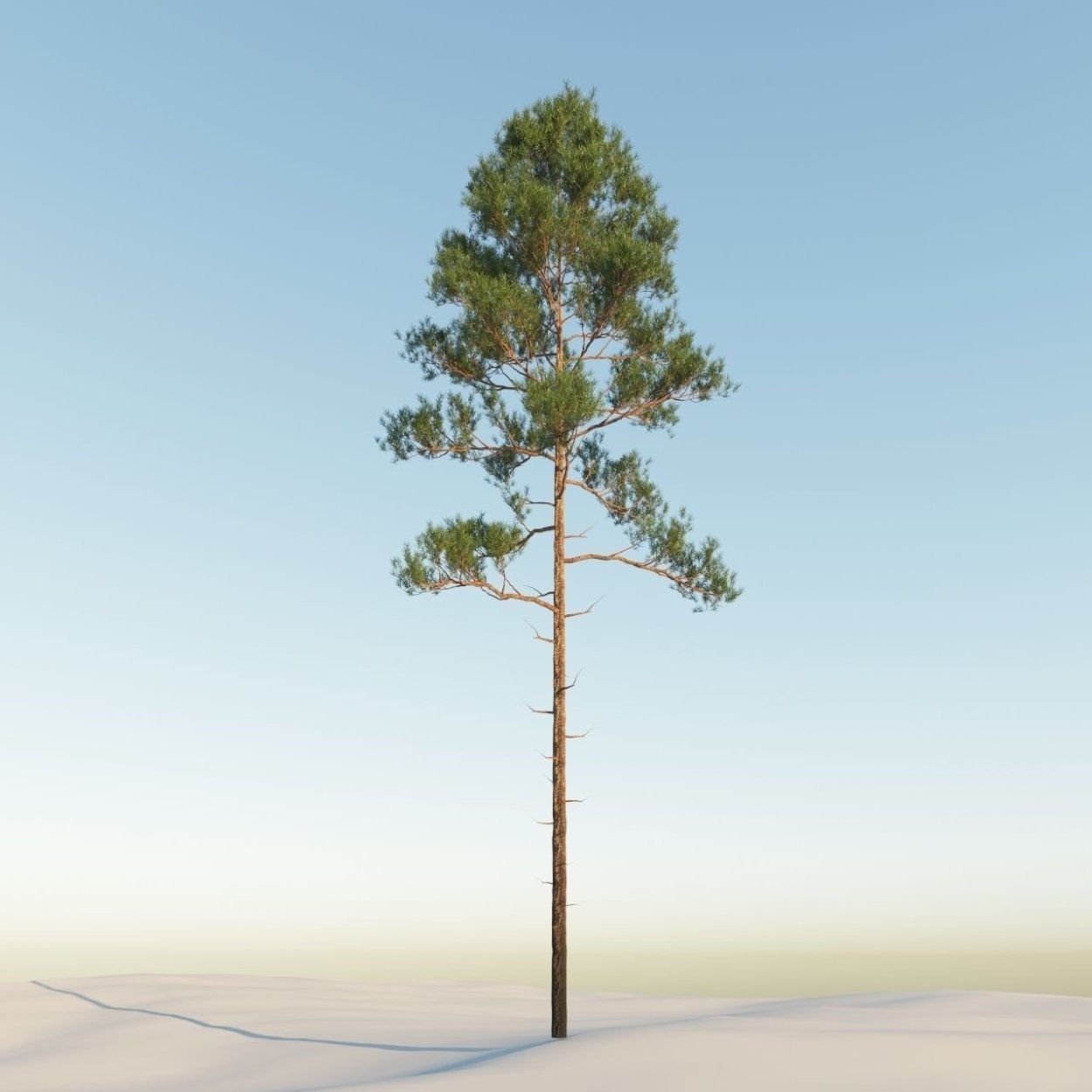 Сосна обыкновенная габитус