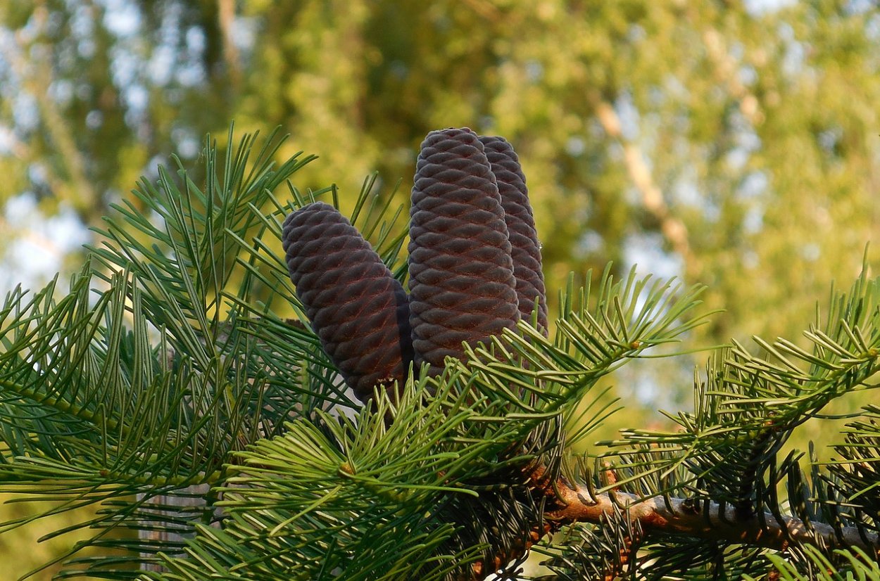Пихта Сибирская (Аbies sibirica)
