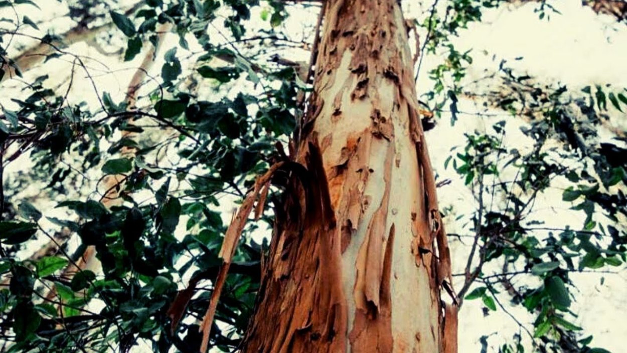 Эвкалипт Мурея