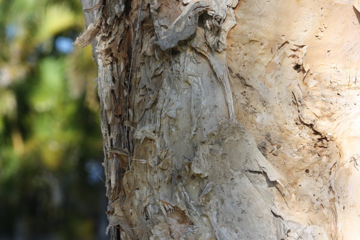 Древесина без коры