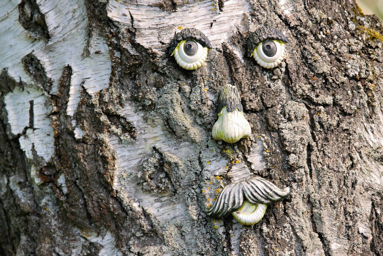 Окольцованные деревья