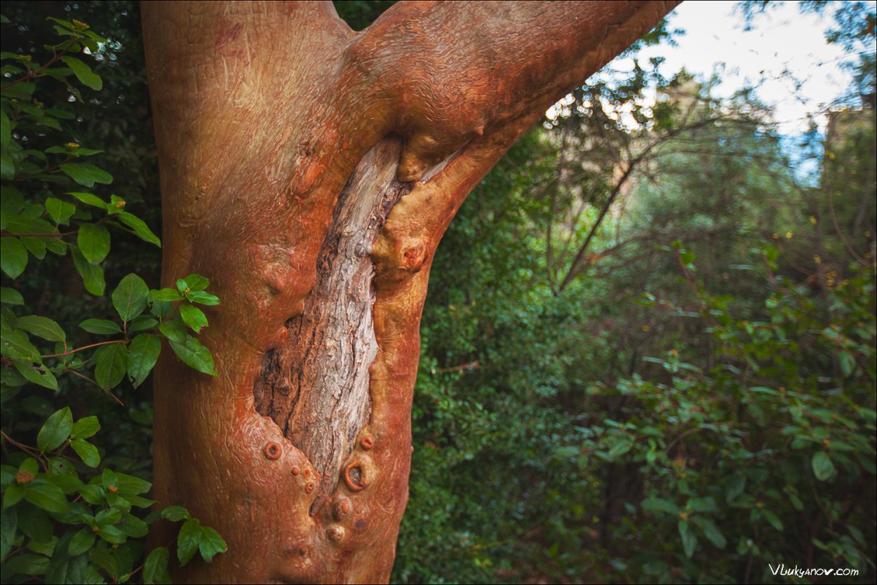 Дерево без коры название