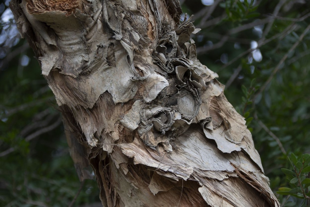 Эвкалипт дерево кора