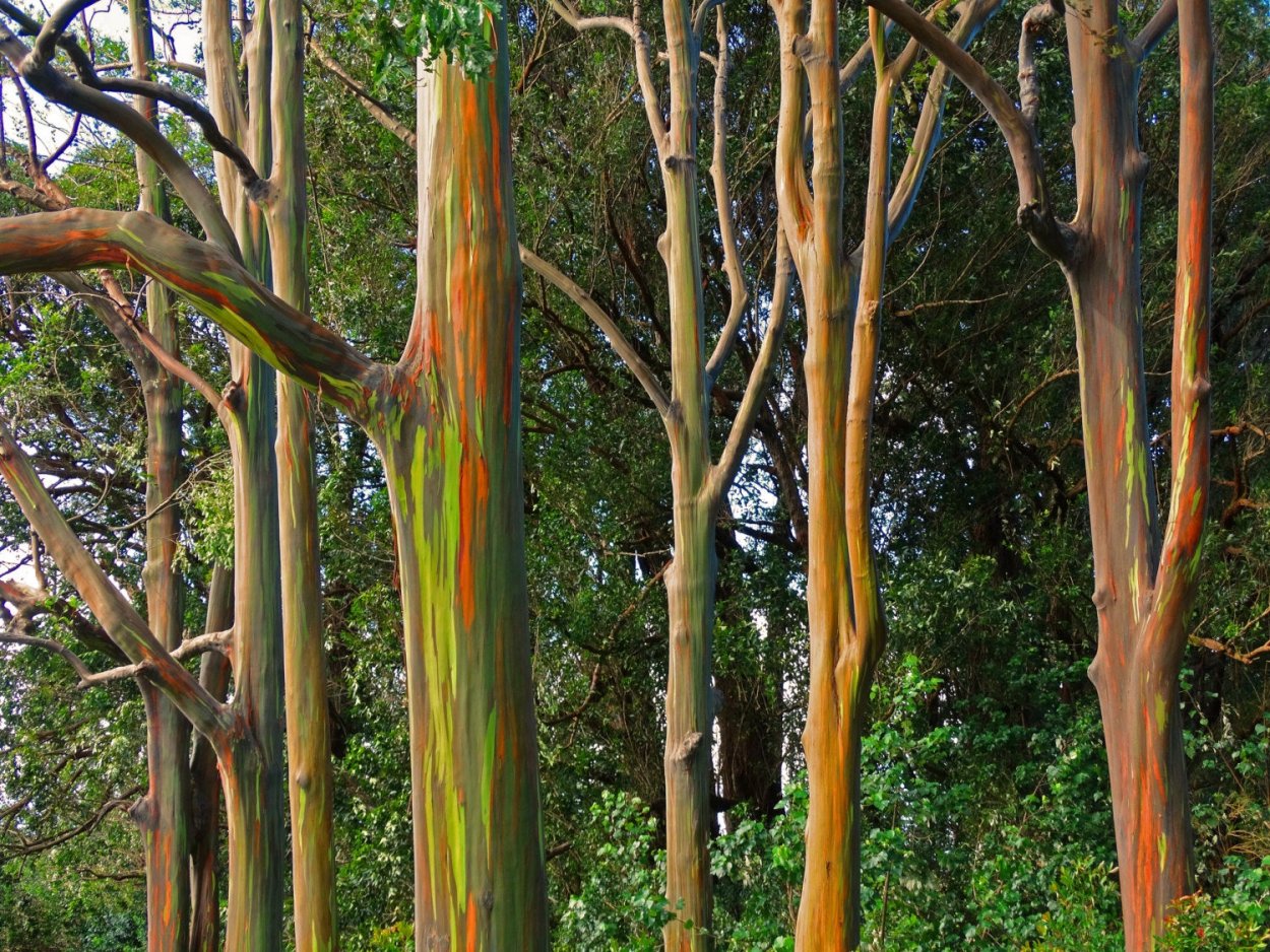 Радужный эвкалипт Индонезия