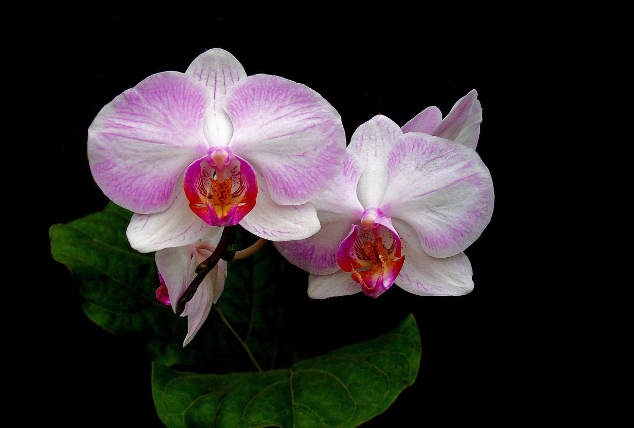 Фаленопсис Anthura Bordeaux