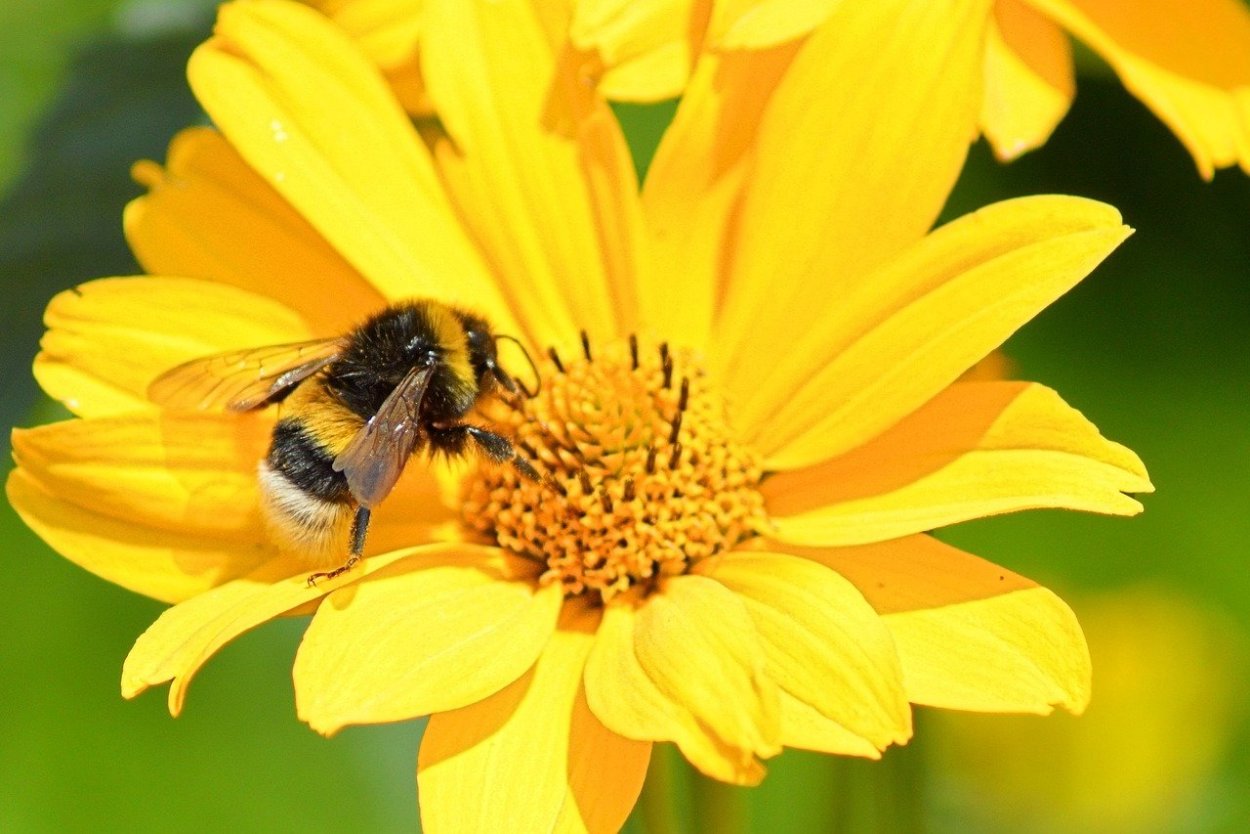 Желтые цветы на м. Пчела на цветке. Пчелки на цветах. Желтая пчела. Пчелка на цветочке.
