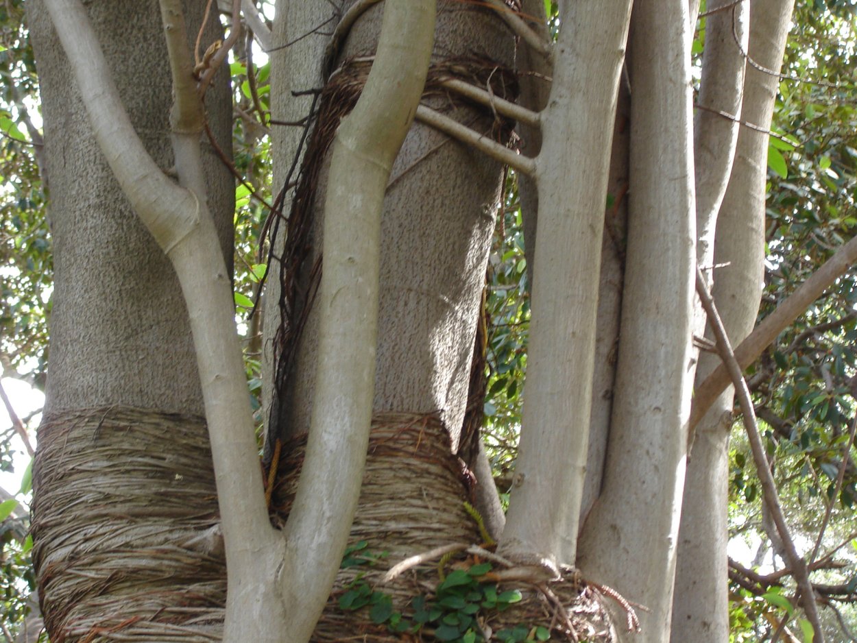 Дерево без коры