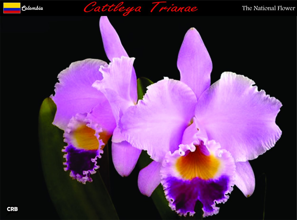 Фаленопсис Свит Парадиз