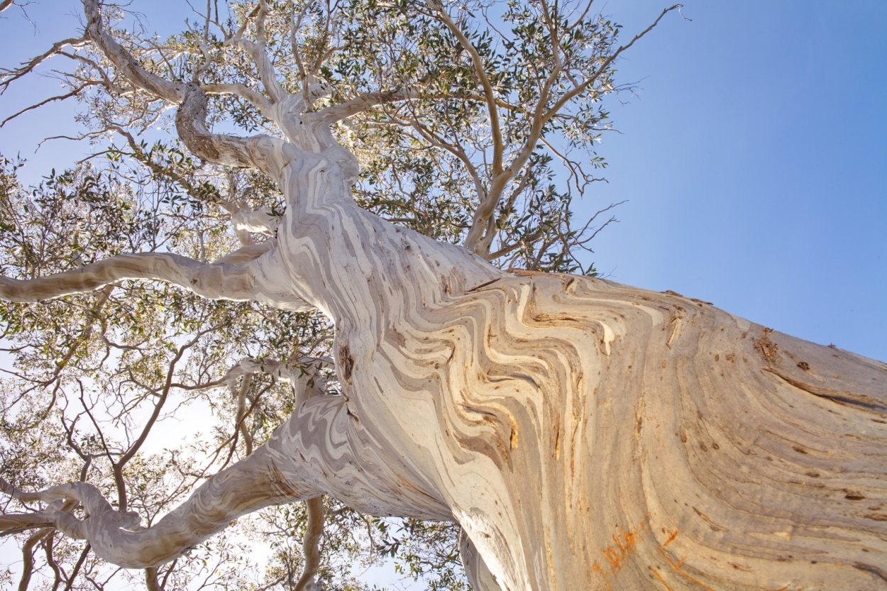 Кора эвкалипта