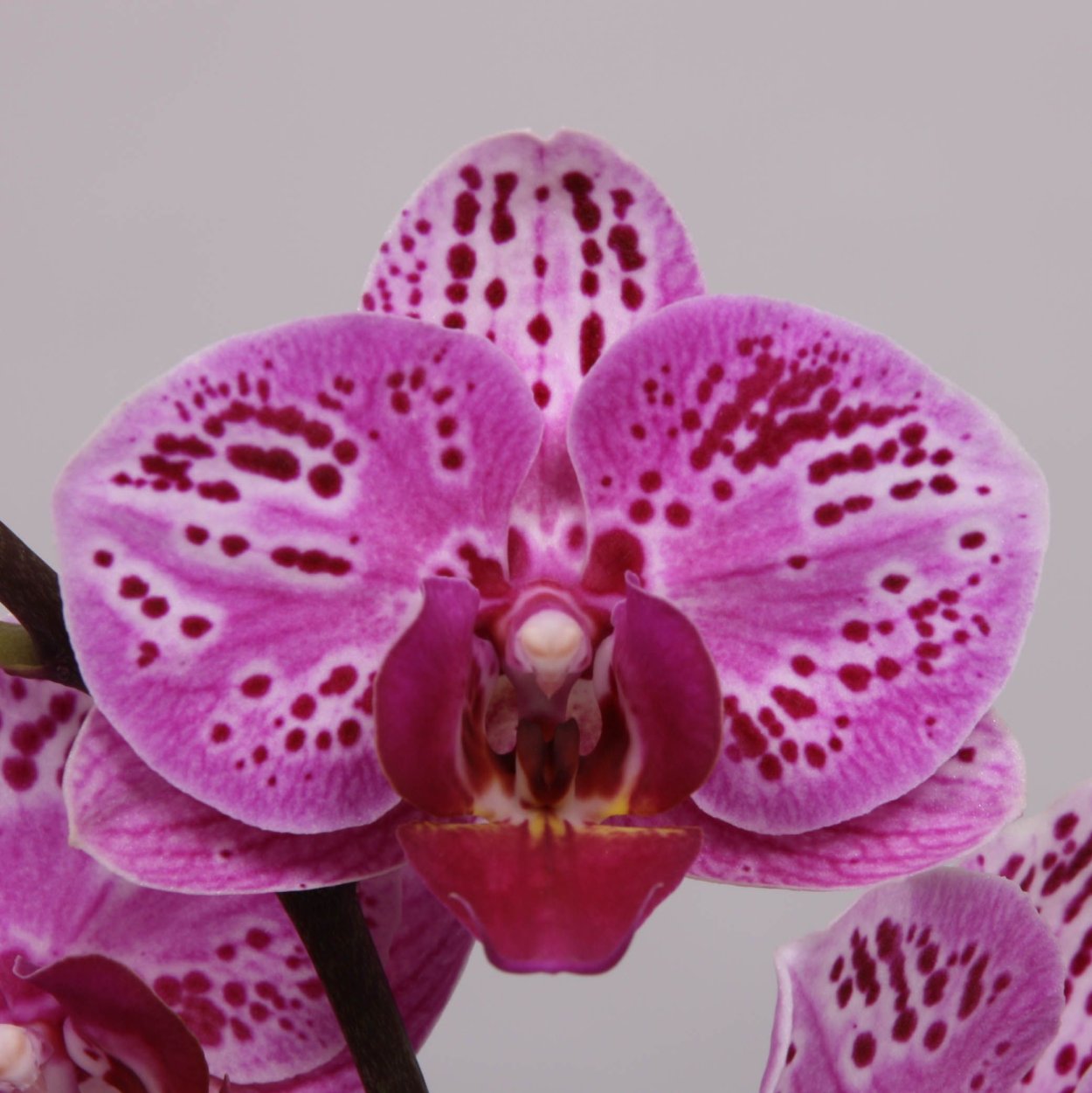 Орхидея Сансет лав