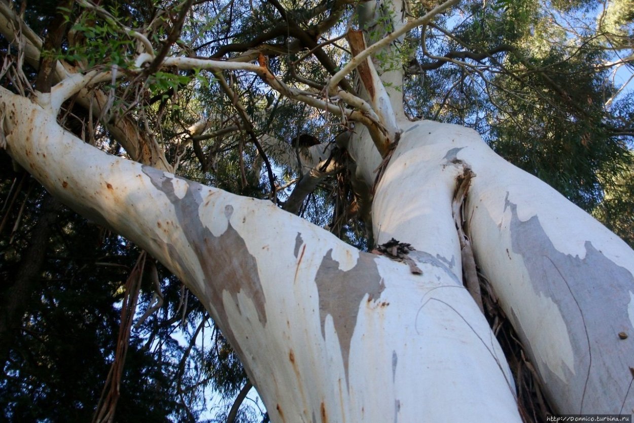 Эвкалипт дерево Абхазия Сухум