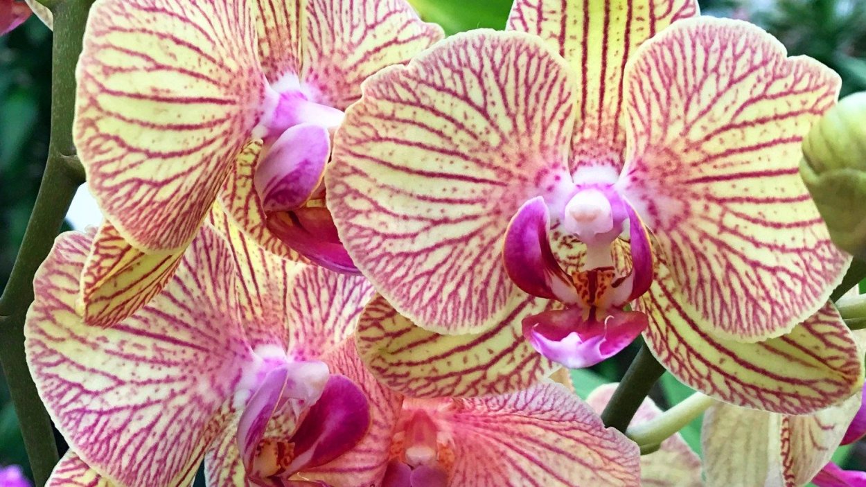 Фаленопсис оранж блоссом