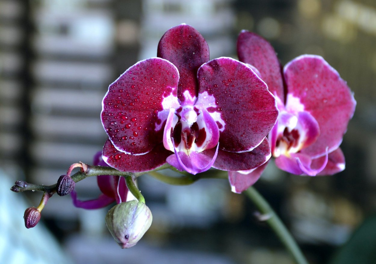 Орхидея Phalaenopsis Narbonne