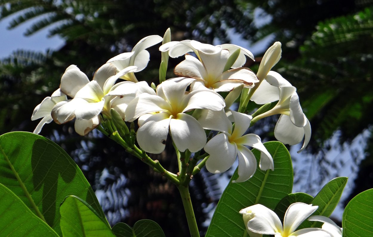 Frangipani дерево