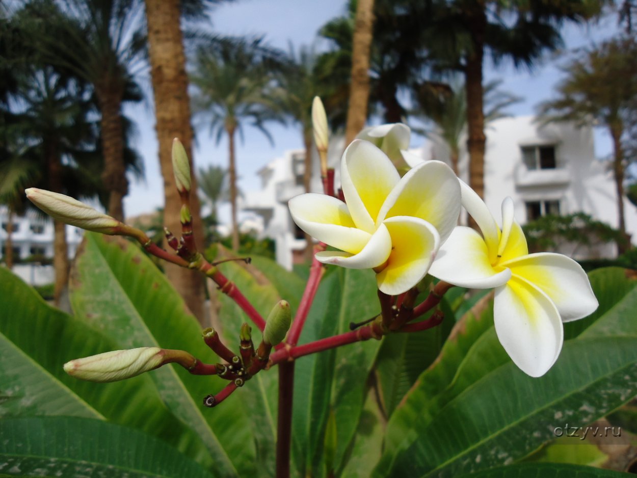 Жасмин Plumeria дерево