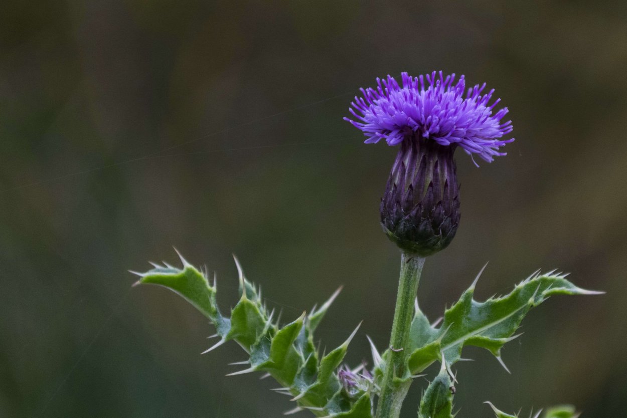 Чертополох обыкновенный
