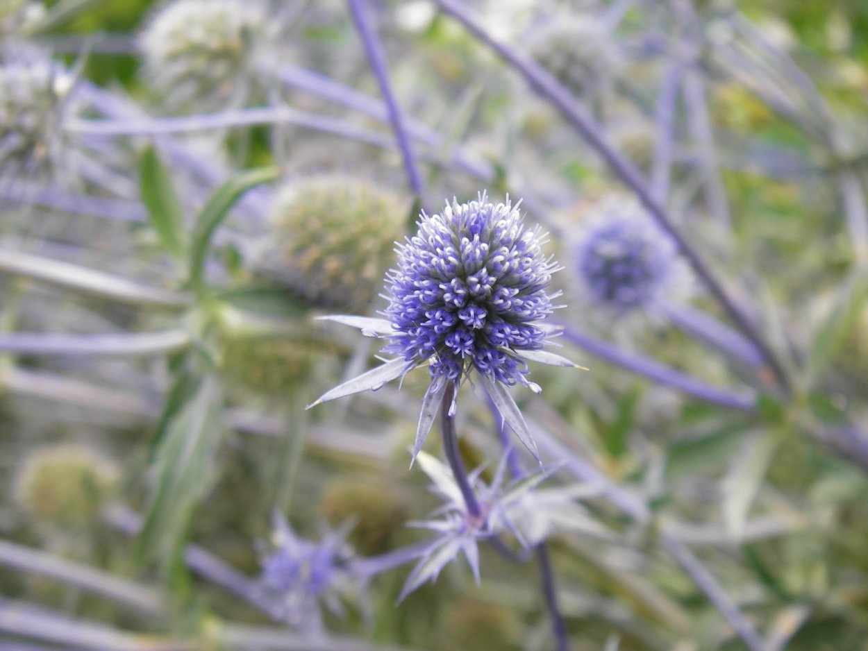 Растение татарник