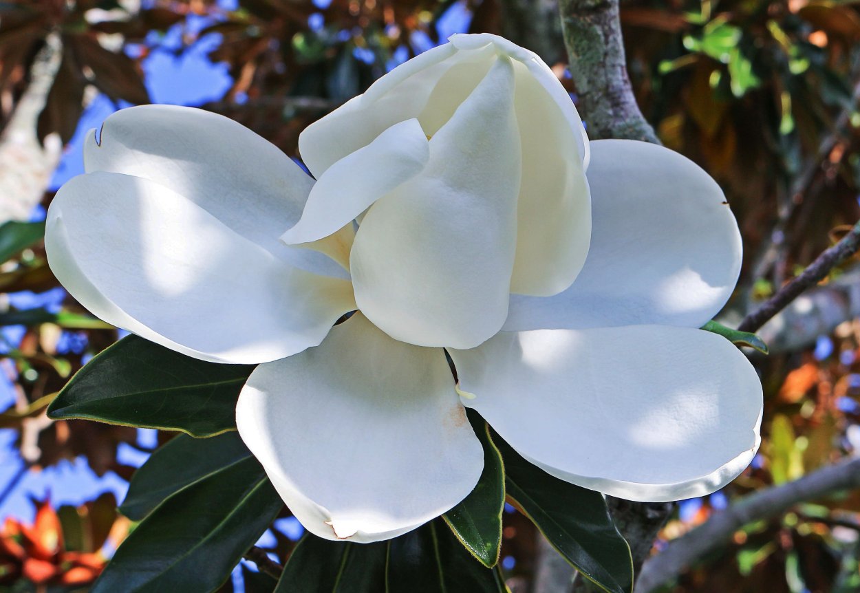 Цветок Баррингтония