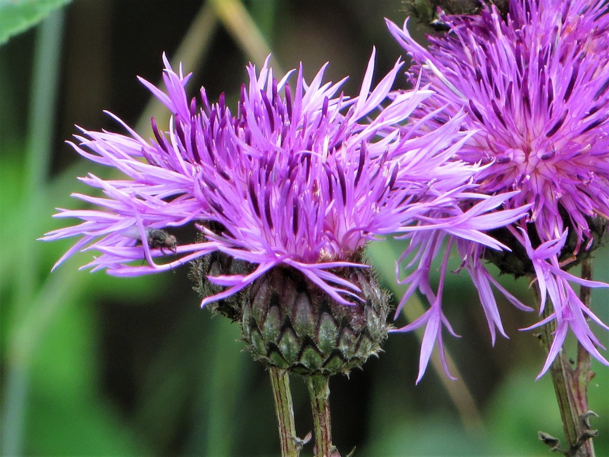 Сиреневый Репях полевой цветок