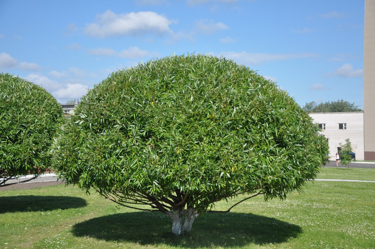 Ива ломкая шаровидная Булата