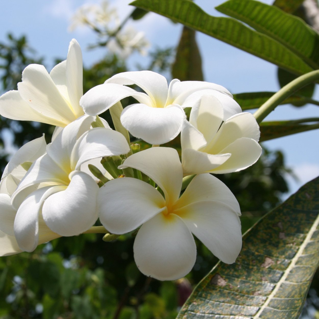 Магнолия Таиланд