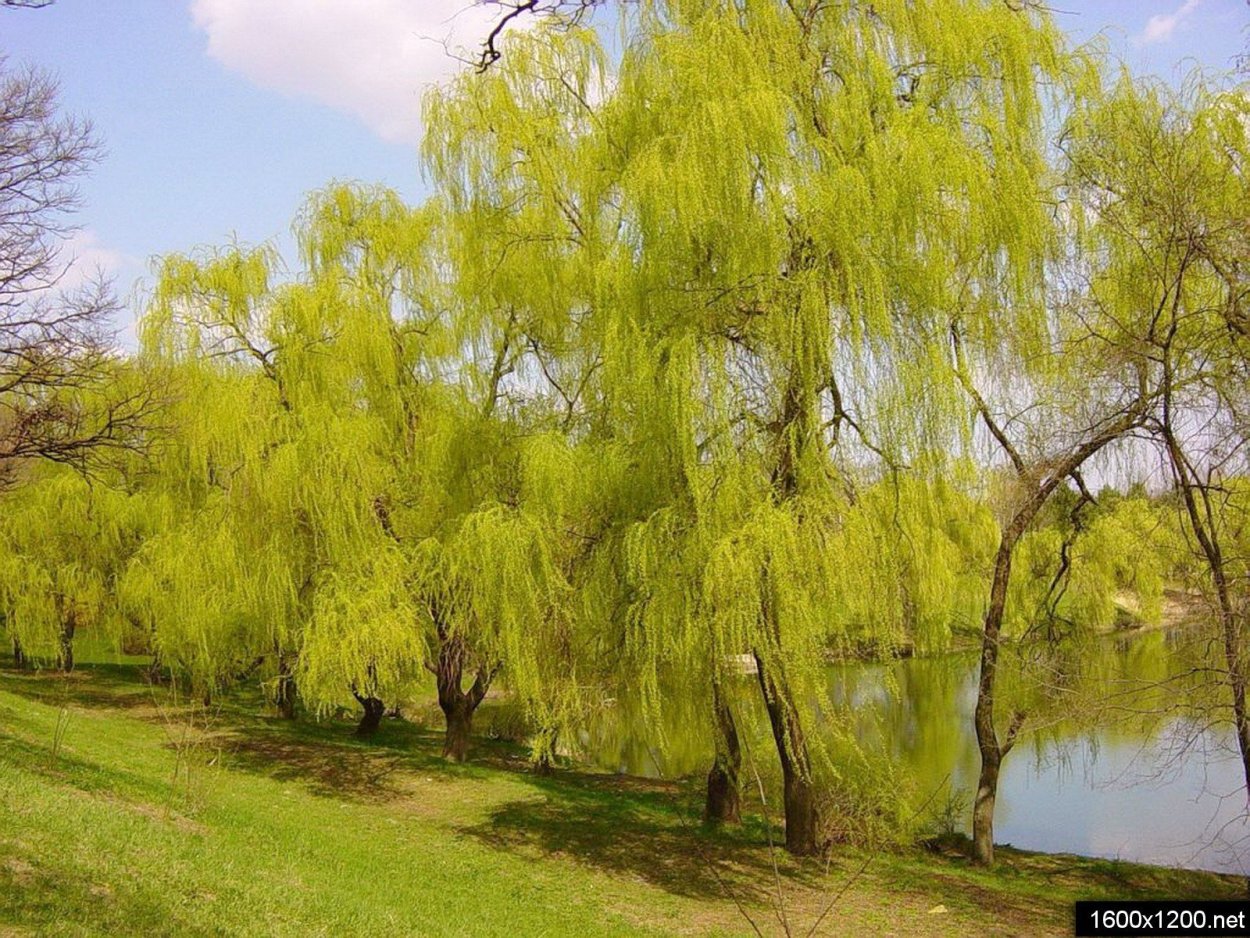 Ива, ветла, Ракита, Верба что