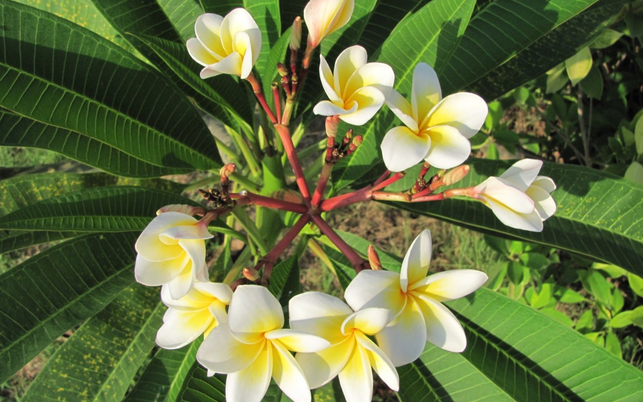 Плюмерия Франжипани