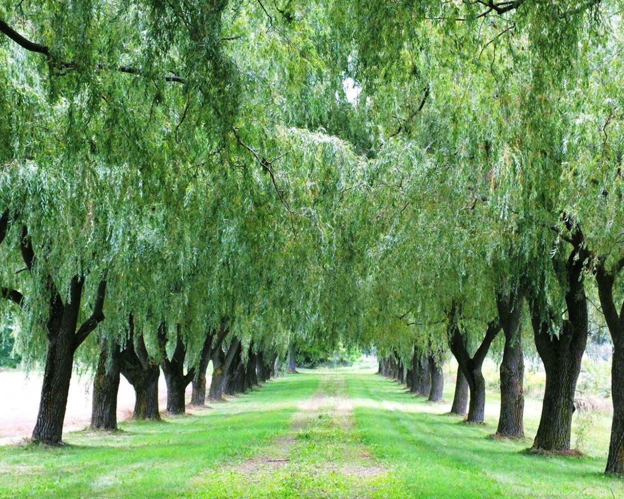 Ива памяти Миндовского