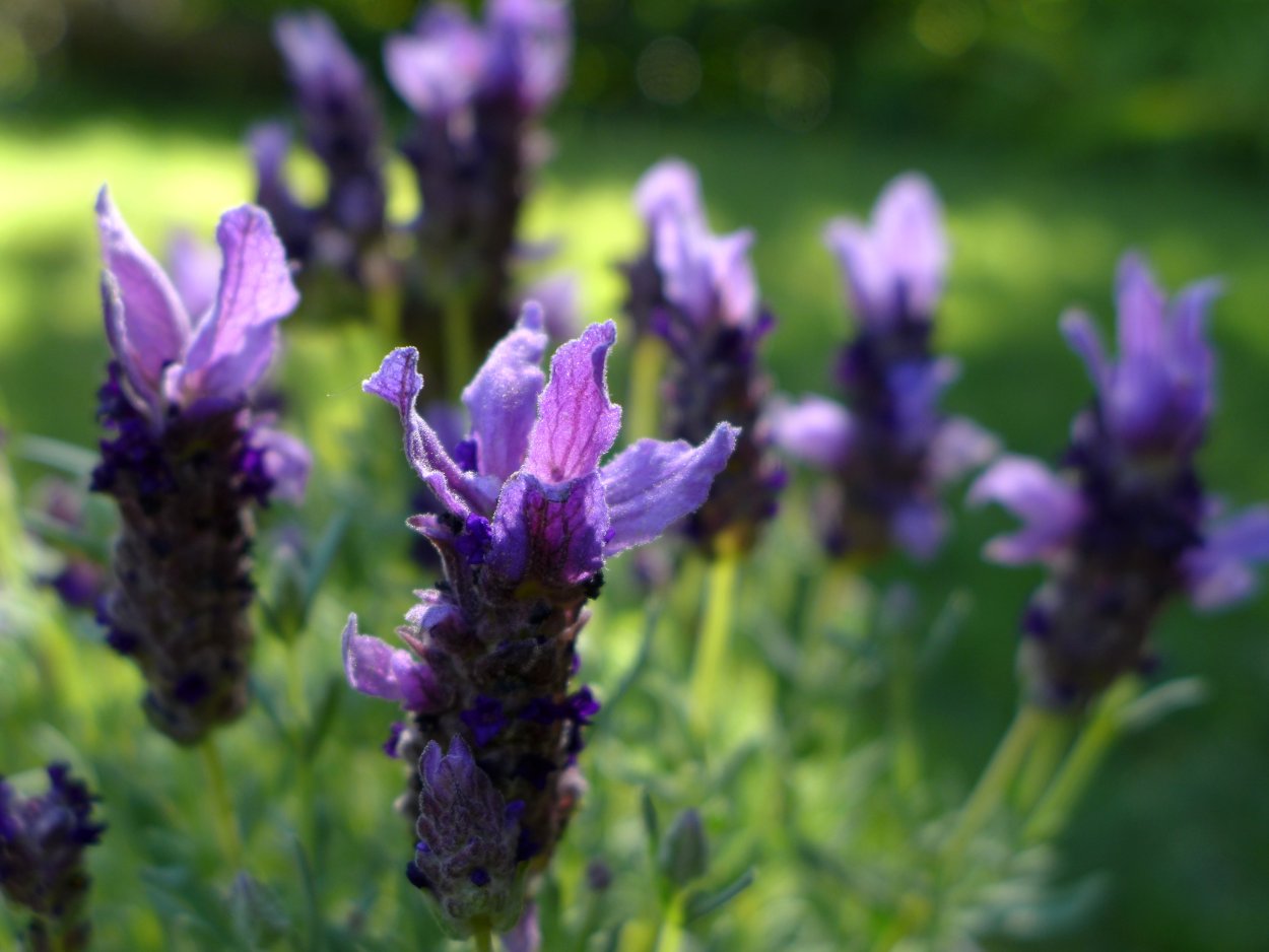 Лаванда (Lavandula)