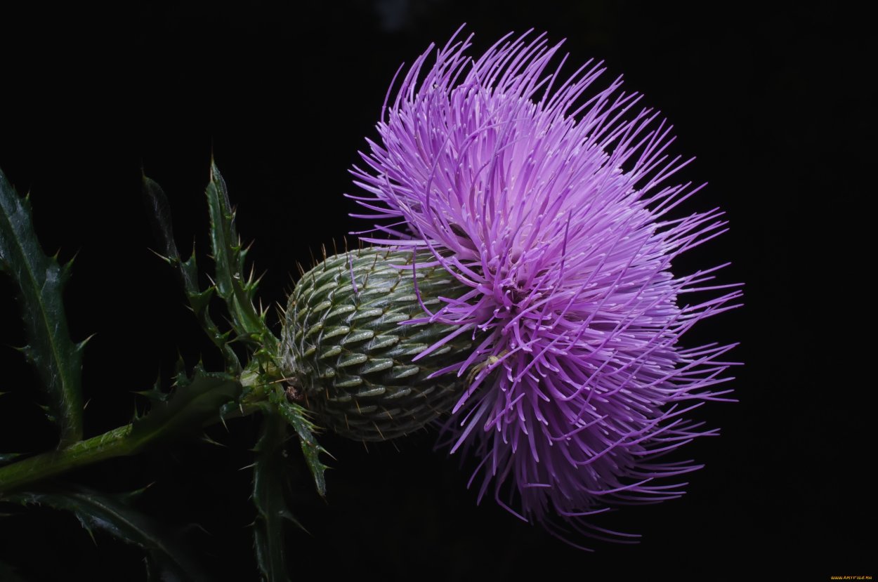 Полевый фиолетовый цветок Вайолет