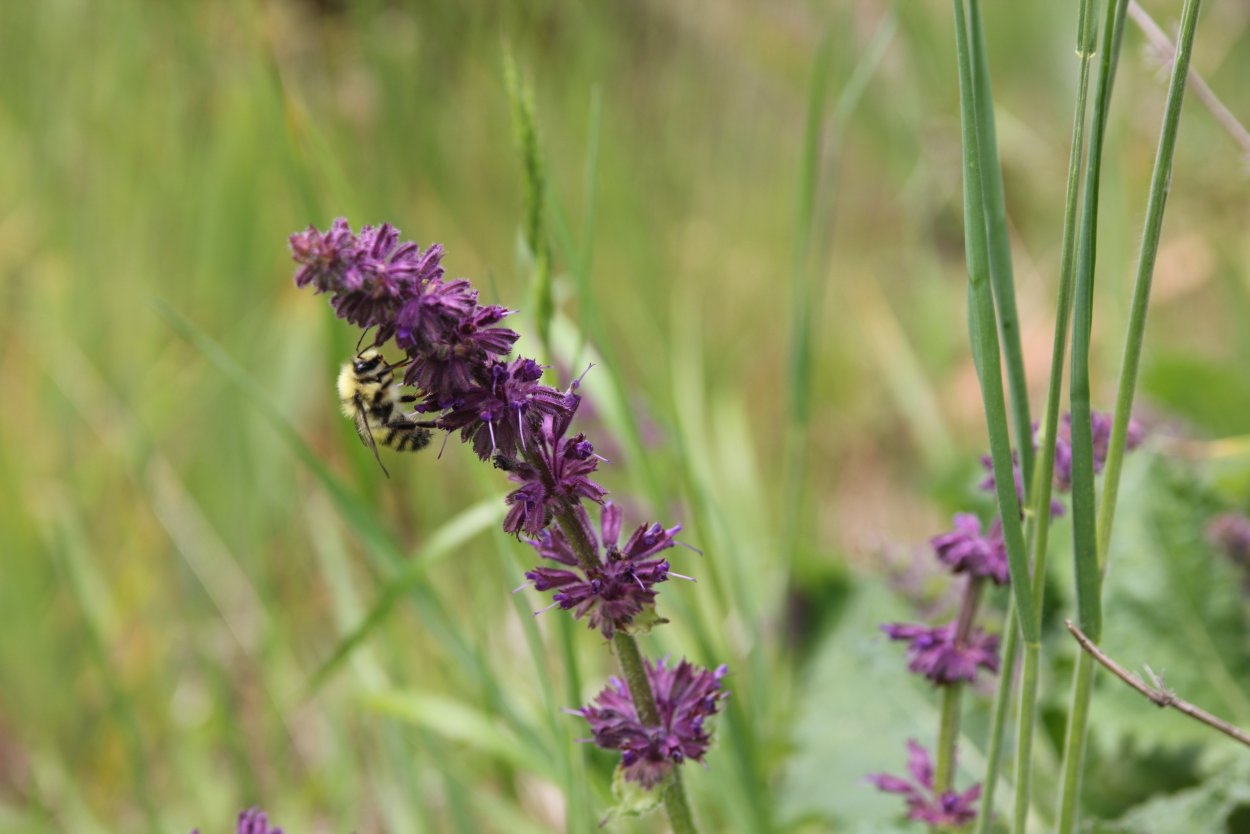 Сиреневый длинный цветок полевой