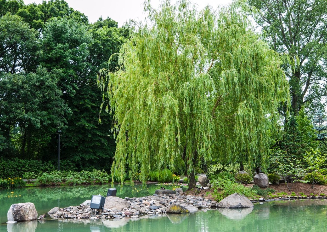 Ива белая плакучая