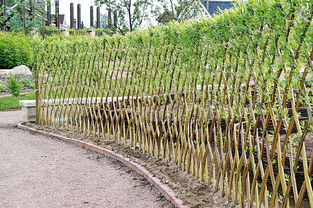 Род Ива (Salix)