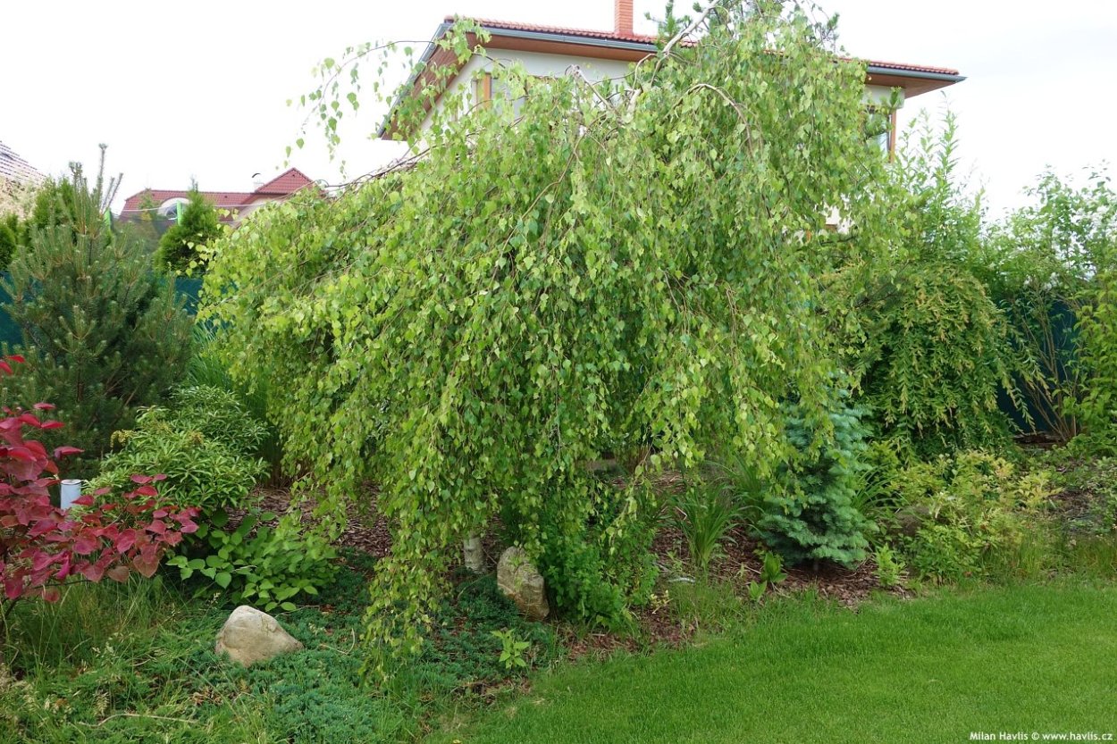 Ольха плакучая Пендула