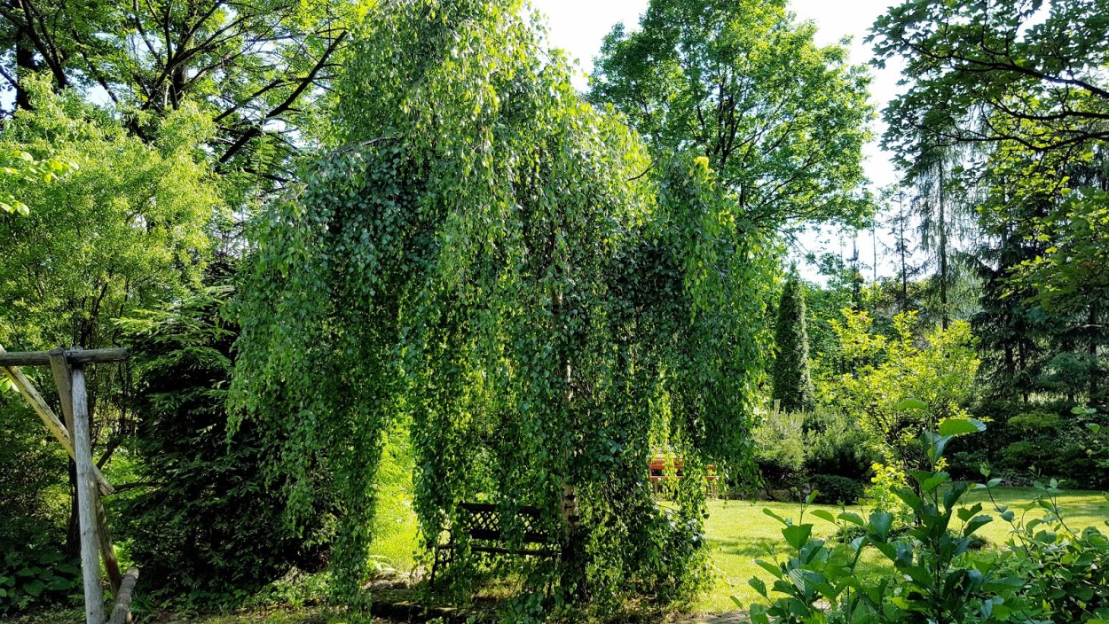 Ива повислая на штамбе