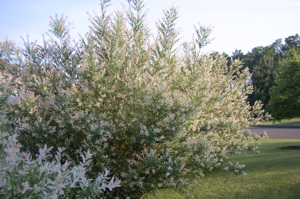 Вяз шершавый (Ulmus glabra)