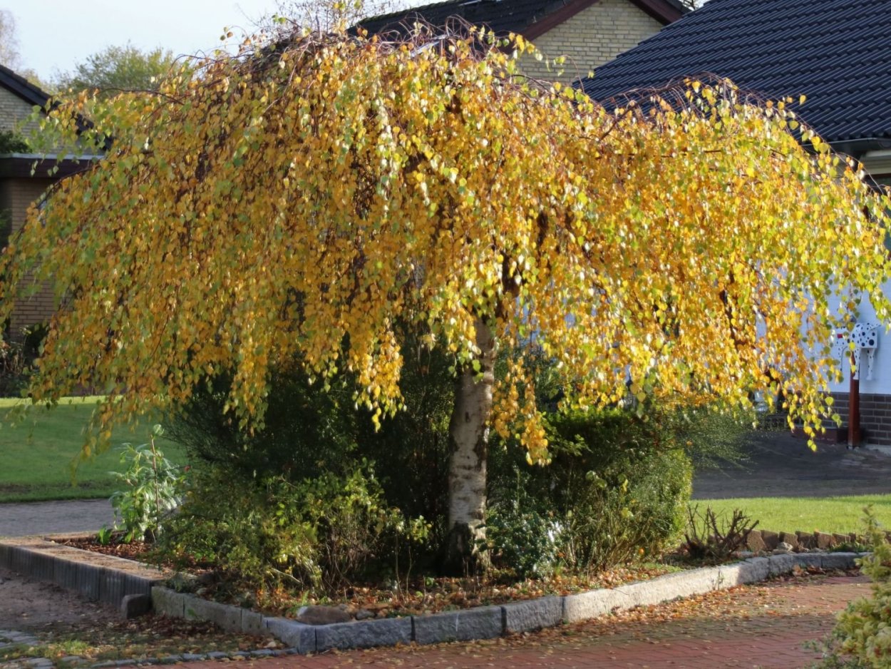 Береза повислая Betula pendula “Youngii”