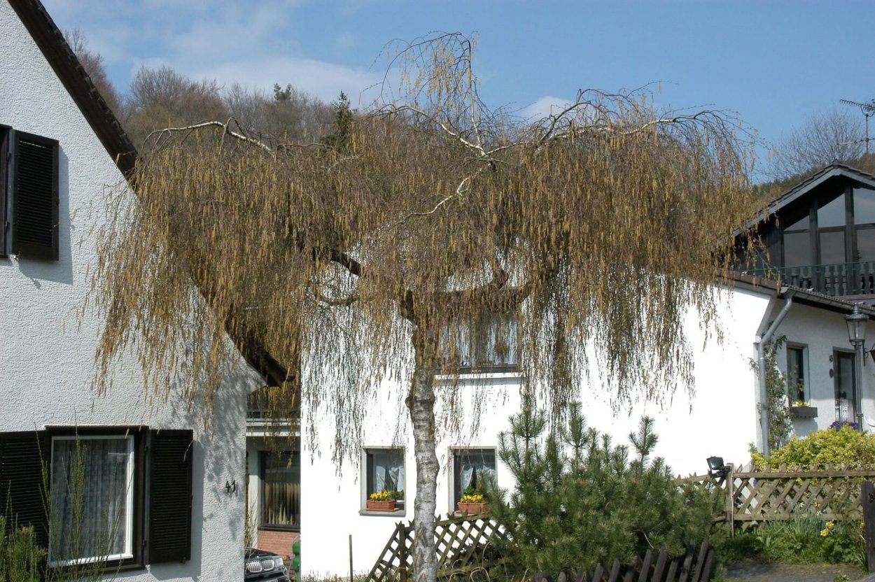 Береза повислая Юнги Betula pendula Youngii