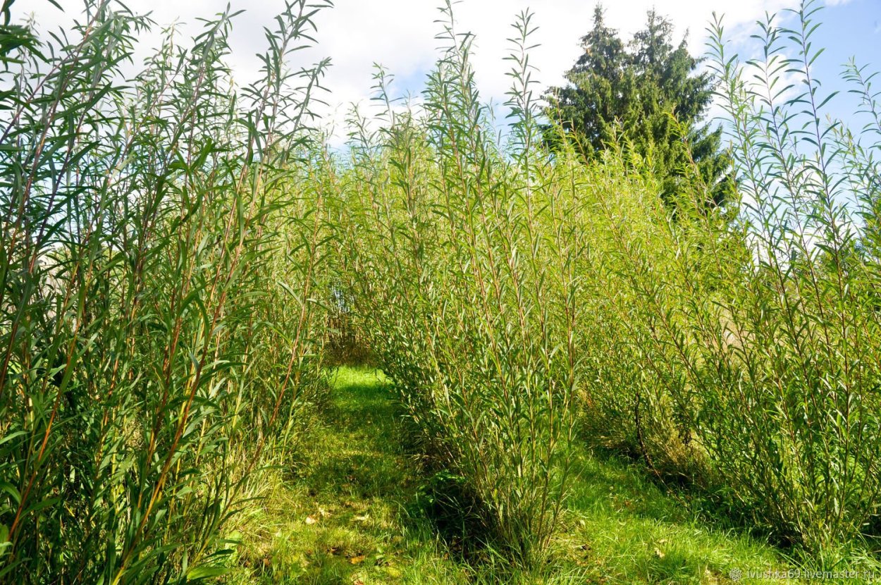 Белотал краснотал